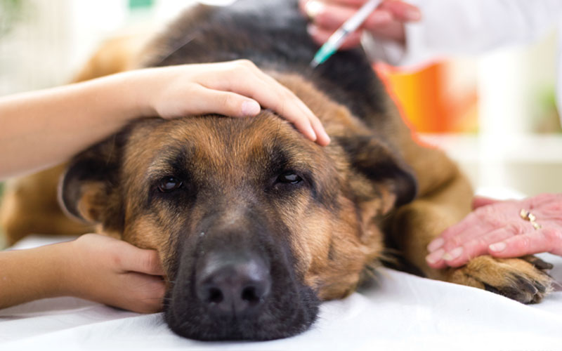 Vaccinations for Your Pet